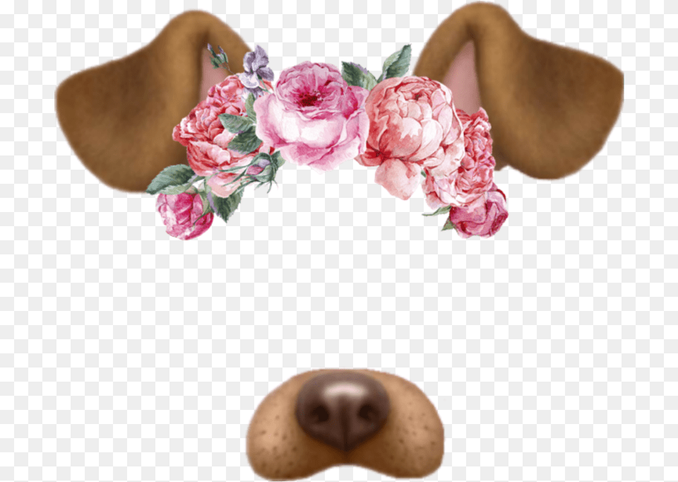 Filter Snapchat Dog Tumblr Flores Dog Snapchat, Rose, Plant, Flower, Petal Png Image