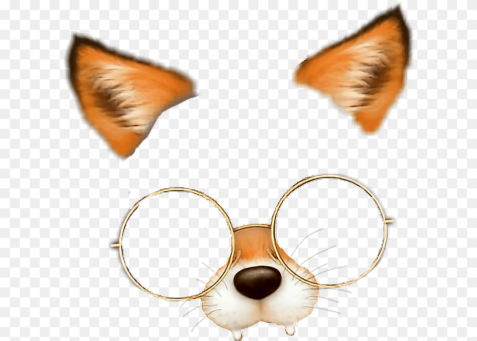 Filtro De Zorro Con Lentes, Accessories, Glasses, Sunglasses, Snout Free Transparent Png