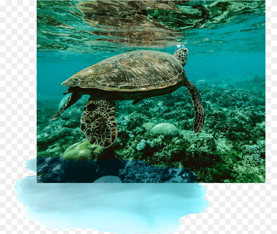 Fin Block Island Reefs, Animal, Turtle, Reptile, Sea Life Free Png
