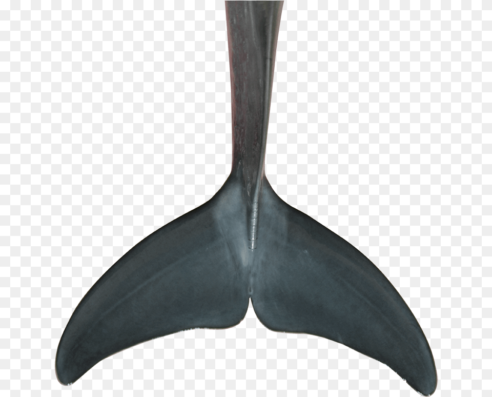 Fin Garden Tool, Animal, Mammal, Sea Life, Whale Free Transparent Png