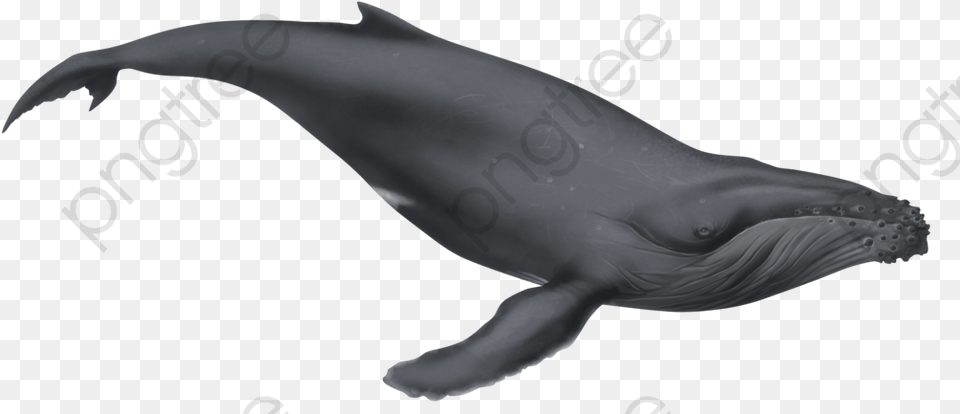 Fin Whale Clipart Humpback Whale Clipart, Animal, Mammal, Sea Life, Fish Free Png