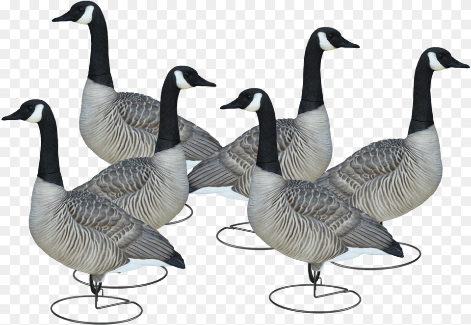 Final Approach Livecraft Full Body Goose Sentries Canada Goose, Animal, Bird, Waterfowl Png