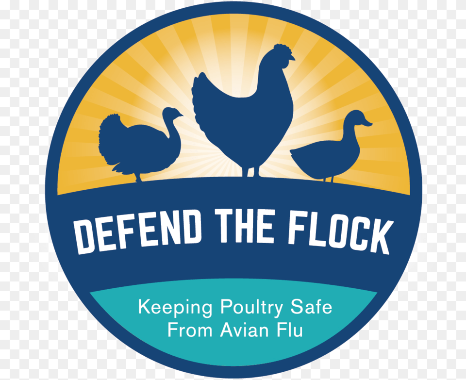 Final Defendtheflock 03 Poultry, Animal, Bird, Chicken, Fowl Png