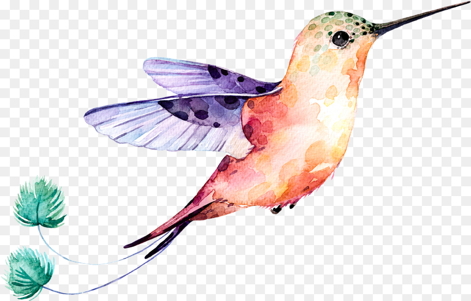 Final Design Paint Hummingbirds Wings Watercolor, Animal, Bird, Hummingbird Free Transparent Png
