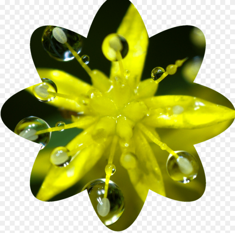 Final Flower Shaped Crop, Droplet, Leaf, Plant, Petal Png