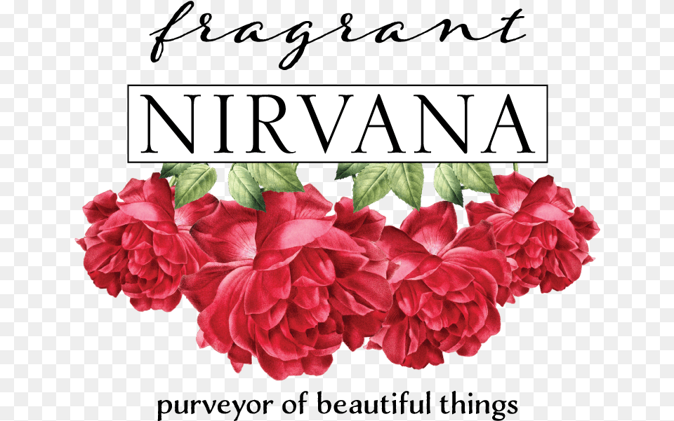 Final Fragrant Nirvana Logo May2019 Hybrid Tea Rose, Flower, Geranium, Petal, Plant Free Png