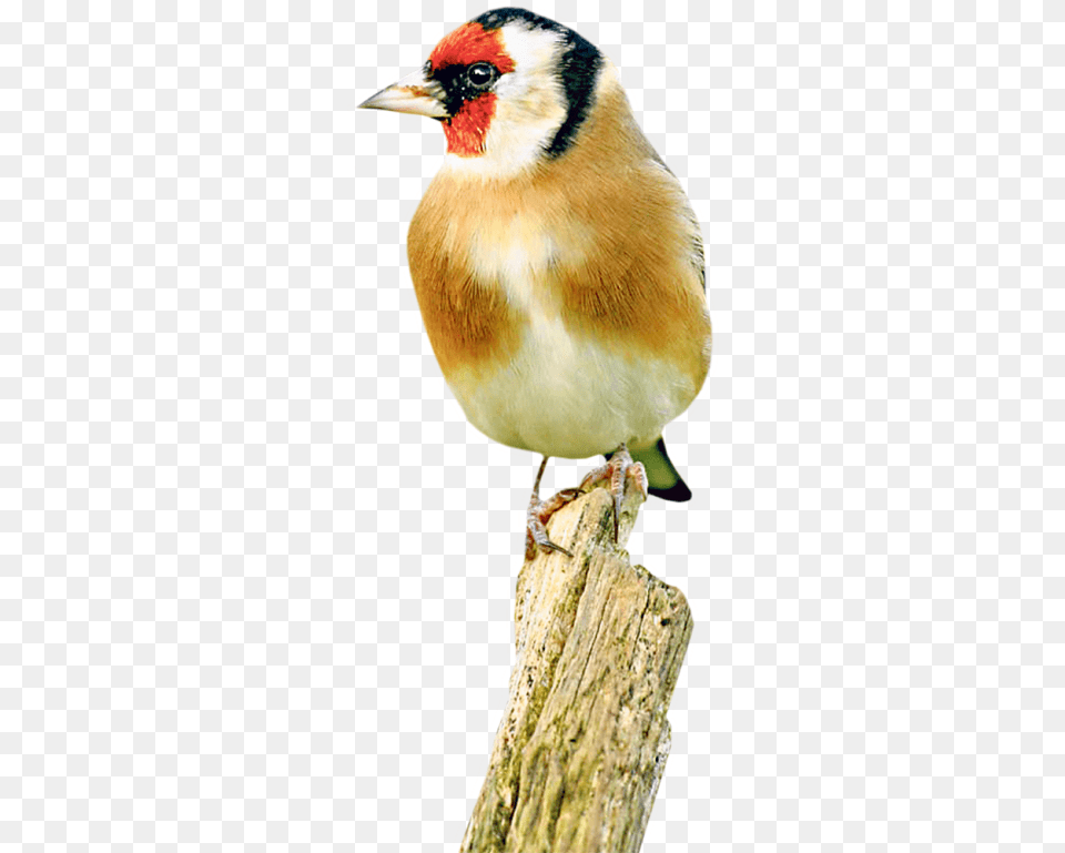 Finch, Animal, Beak, Bird Free Transparent Png