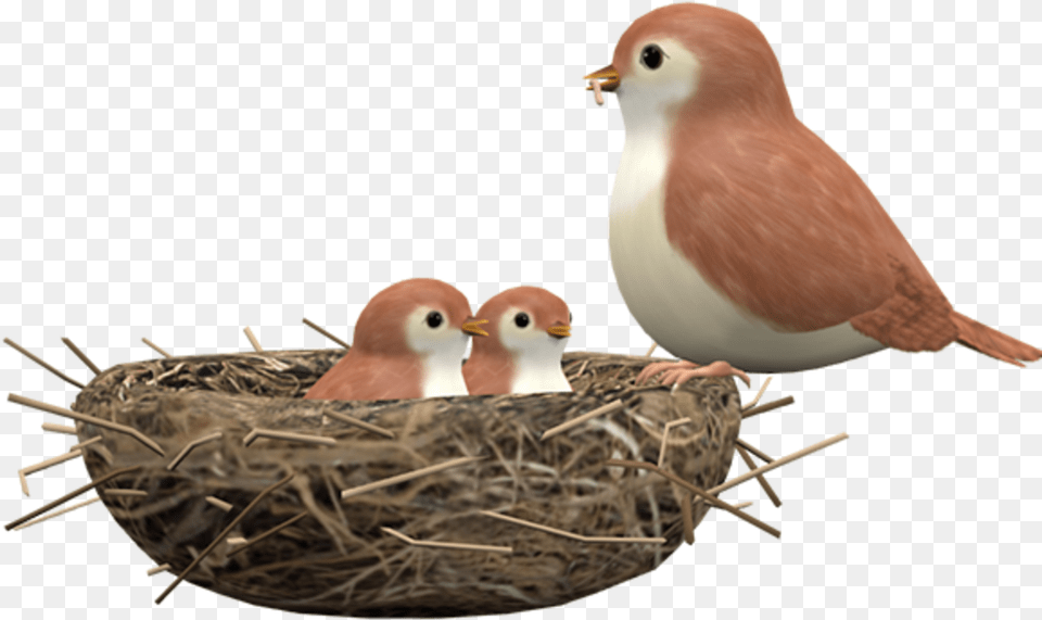 Finch, Animal, Bird, Nest Free Png