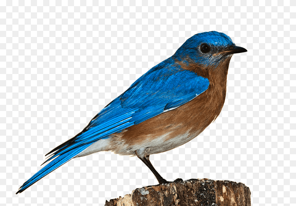 Finch, Animal, Bird, Bluebird, Jay Free Transparent Png