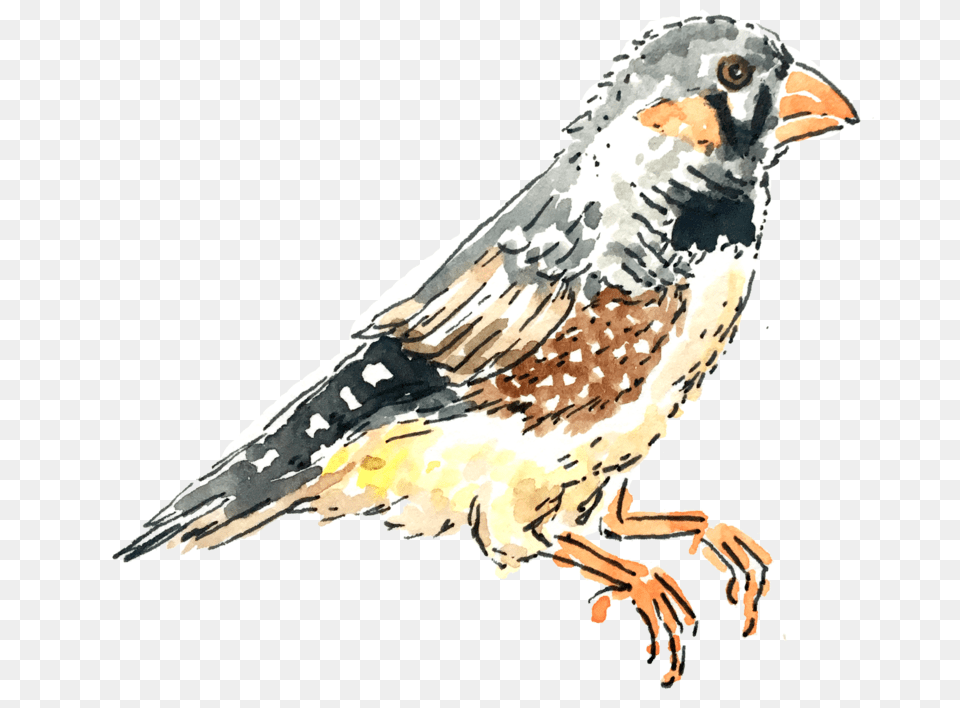 Finch Bird, Animal, Beak, Sparrow Png Image