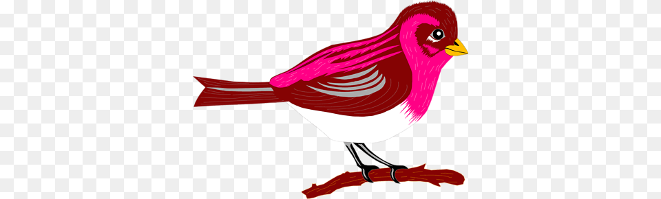 Finch Clip Art, Animal, Bird, Beak, Smoke Pipe Free Png