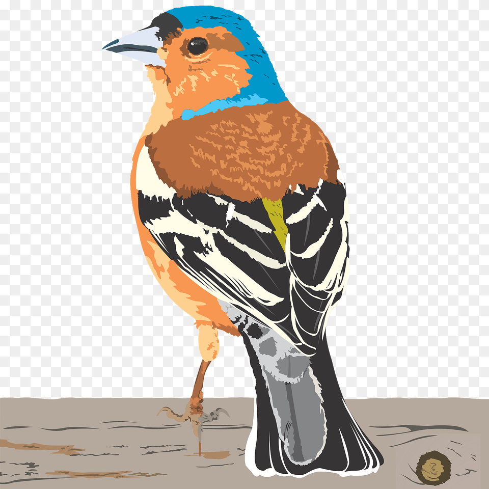 Finch Clipart, Animal, Bird, Jay, Person Png