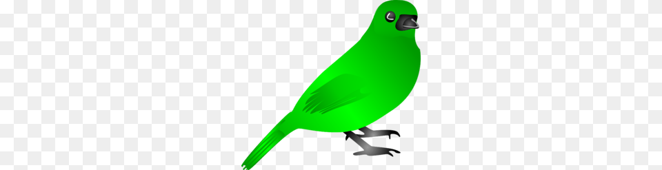 Finch Clipart, Animal, Beak, Bird, Blackbird Png