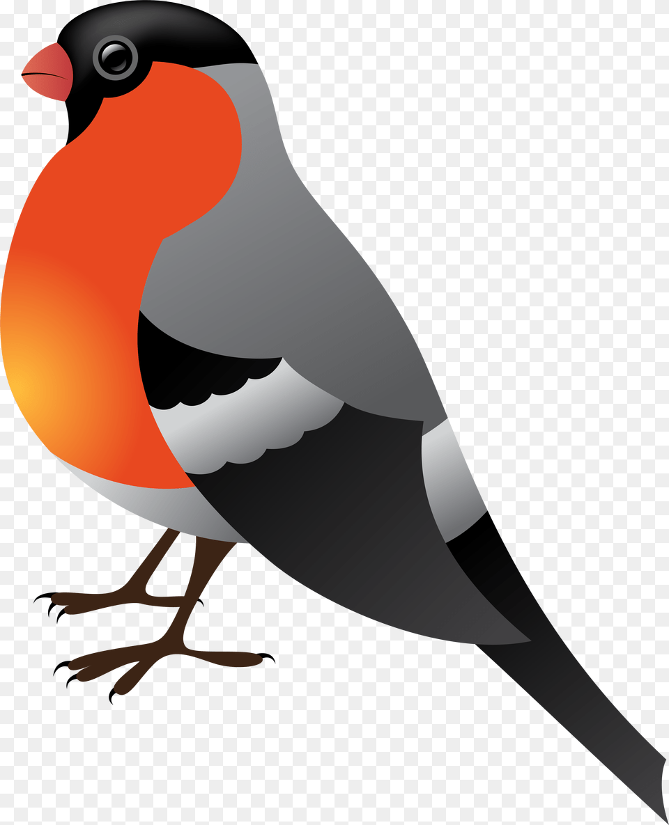 Finch Clipart Bird, Animal, Beak, Adult, Female Png