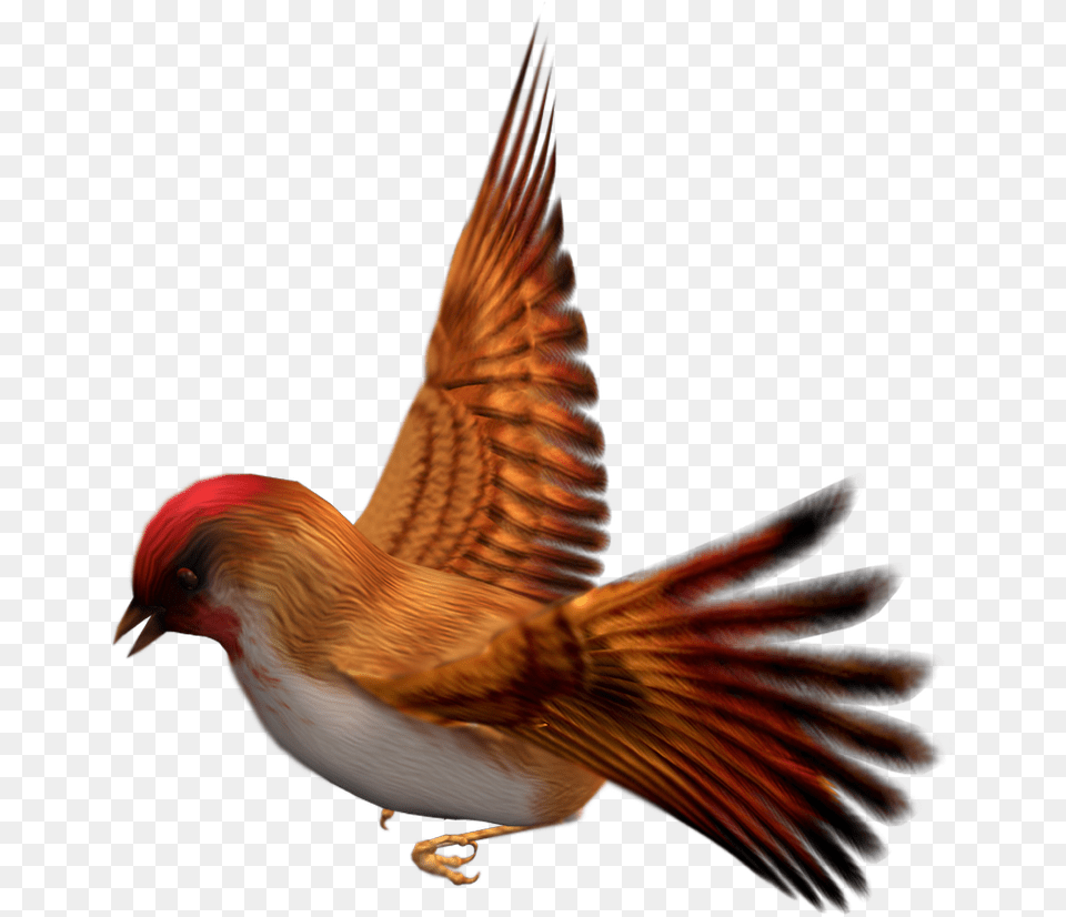 Finch Clipart Bird High Resolution Bird Animal, Beak Png Image