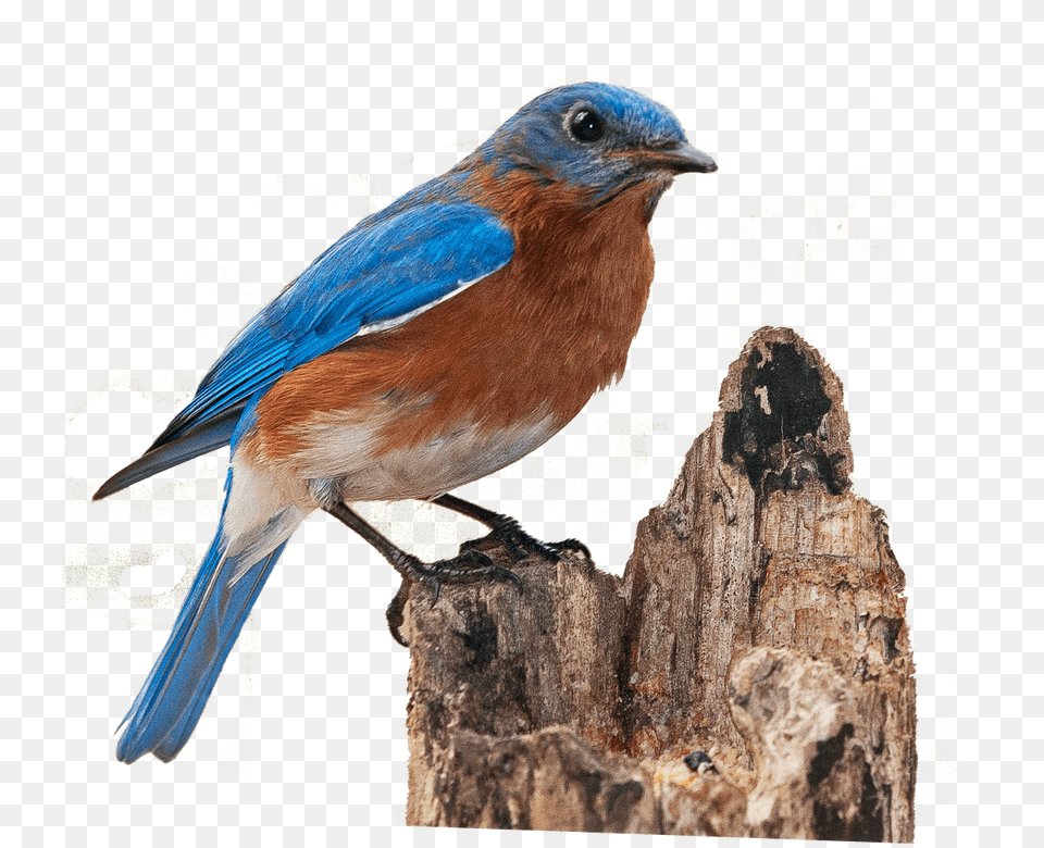 Finch On Broken Treetrunk, Animal, Bird, Bluebird, Plant Png