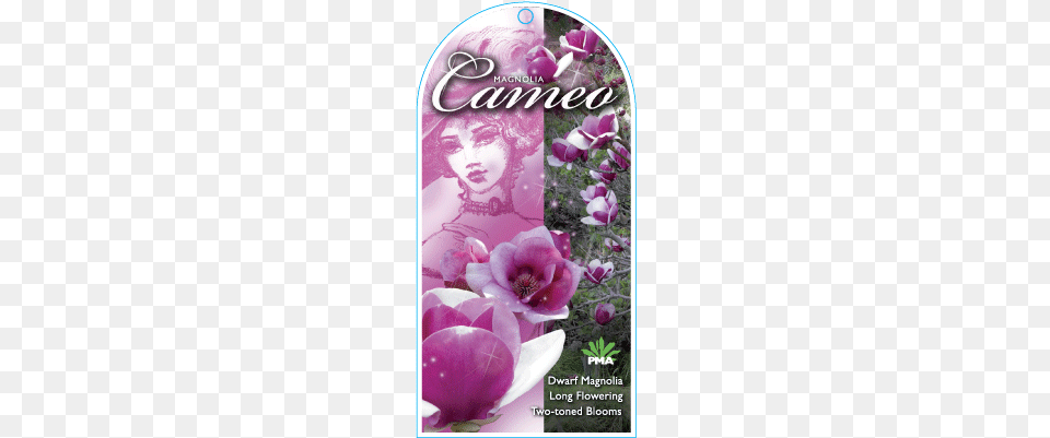 Find A Supplier Magnolia Cameo Tree, Advertisement, Poster, Flower, Petal Png