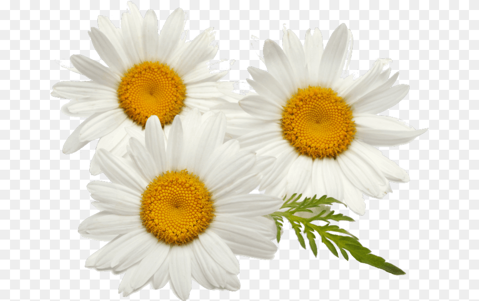 Find Out More Chamomile Flowers, Daisy, Flower, Plant Free Transparent Png