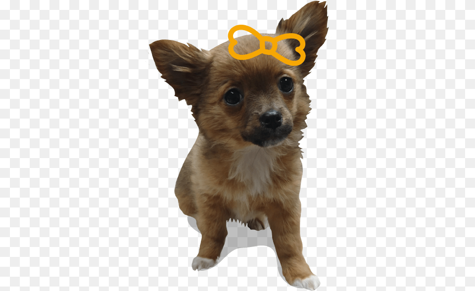 Find Out More Companion Dog, Animal, Canine, Mammal, Pet Free Transparent Png