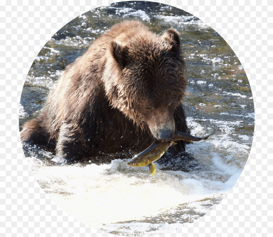 Find Out More Grizzly Bear, Animal, Mammal, Wildlife, Brown Bear Free Png