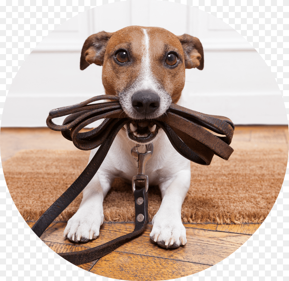 Find Quality Pet Care Dog Walking Png Image