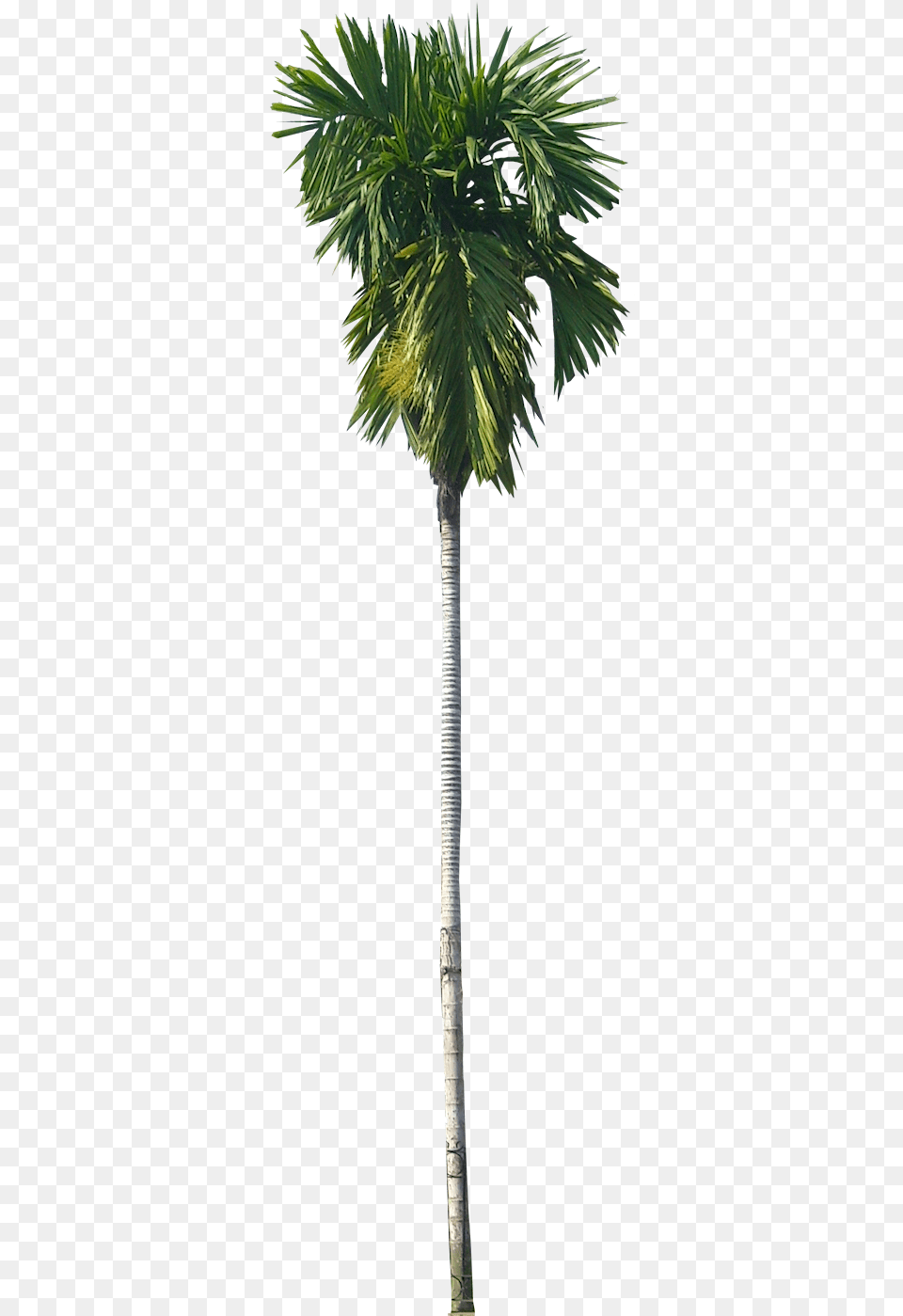 Find This Pin And More On Tree Cut Out Cambodian Plants Betel Nut Palm, Leaf, Palm Tree, Plant Free Png Download