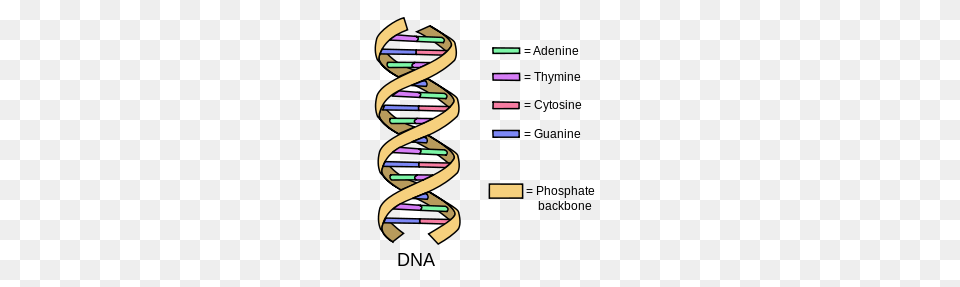 Finding Bible Verses In Dna, Spiral, Coil, Paper Png Image