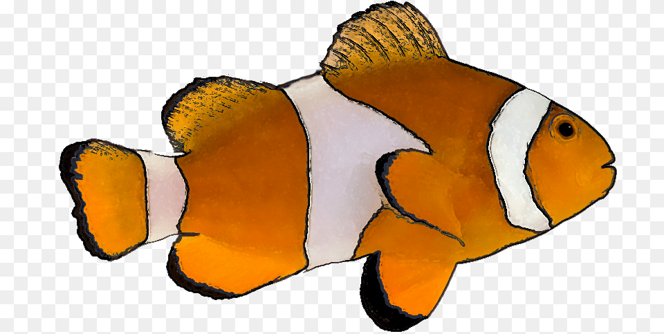 Finding Nemo Picture Clown Fish With No Background, Amphiprion, Animal, Sea Life, Bird Free Transparent Png