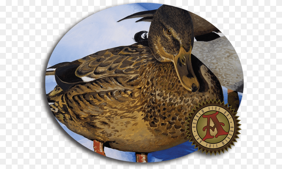 Fine Art Ducks, Animal, Bird, Photography, Waterfowl Free Png Download