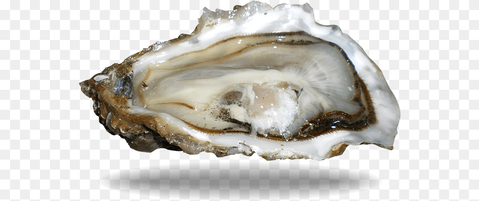 Fine De Claire Oyster Lambert Marennes Oysters, Animal, Food, Sea Life, Seafood Free Png Download