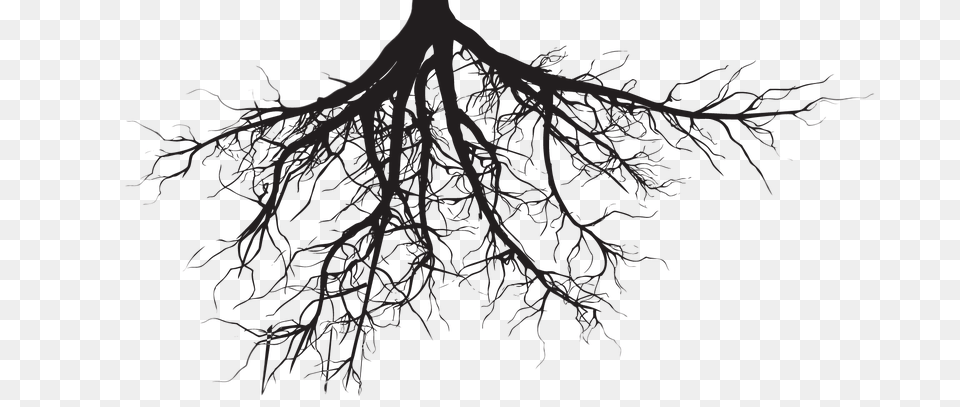Fine Roots, Plant, Root Free Png Download