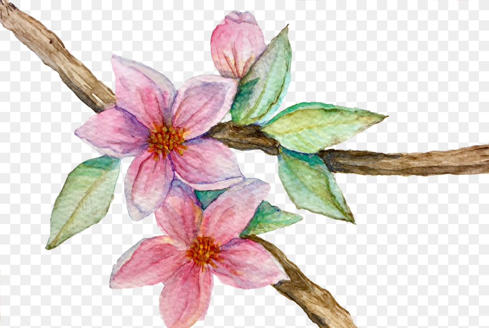 Fineart, Flower, Petal, Plant Free Png Download