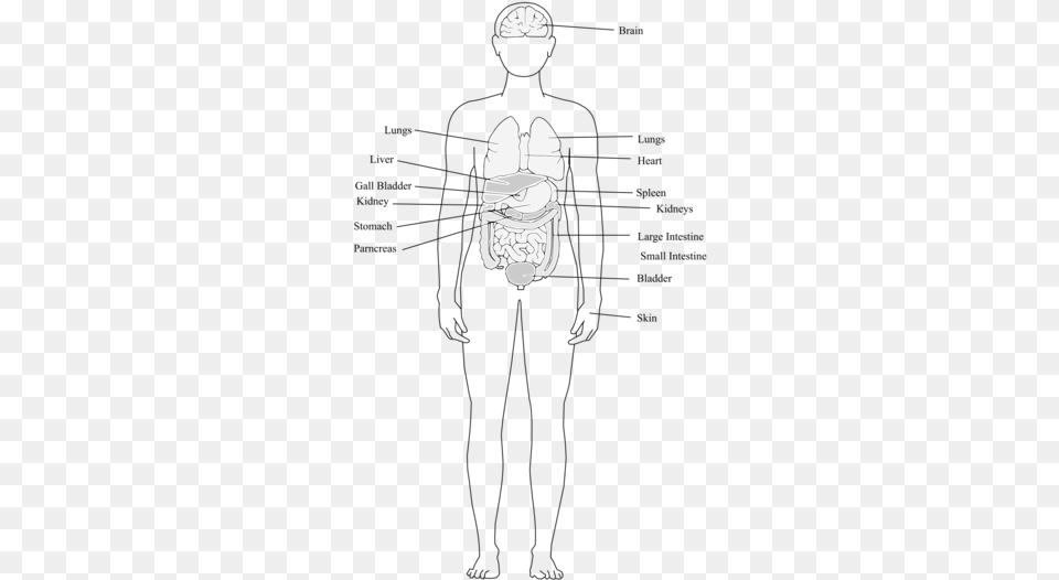 Finger Human Body Organ System Human Leg Human Body, Stencil, Clothing, Glove Free Png Download