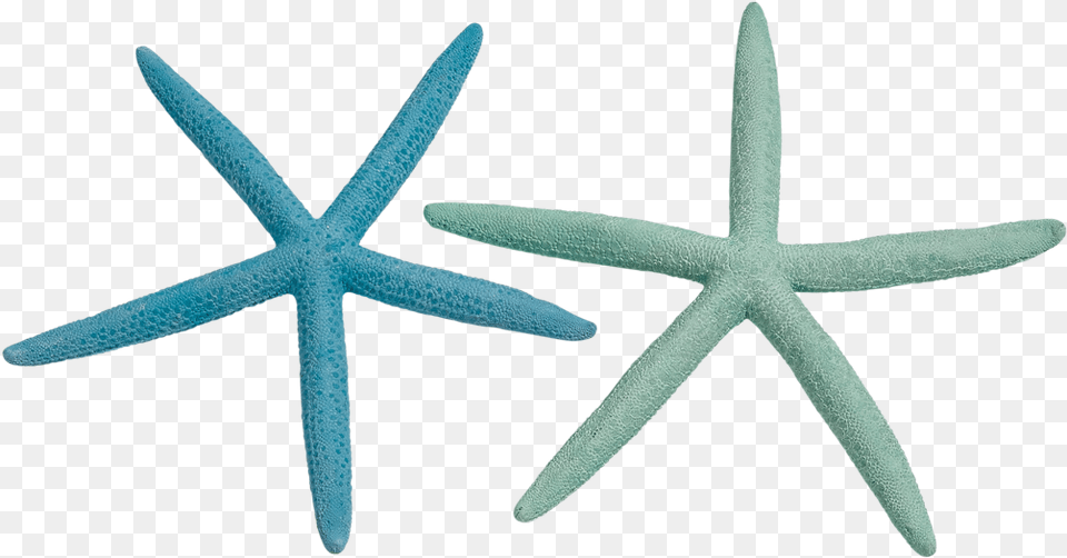 Finger Starfish 2 4 Dyed Pastel Starfish, Animal, Sea Life, Invertebrate, Blade Png