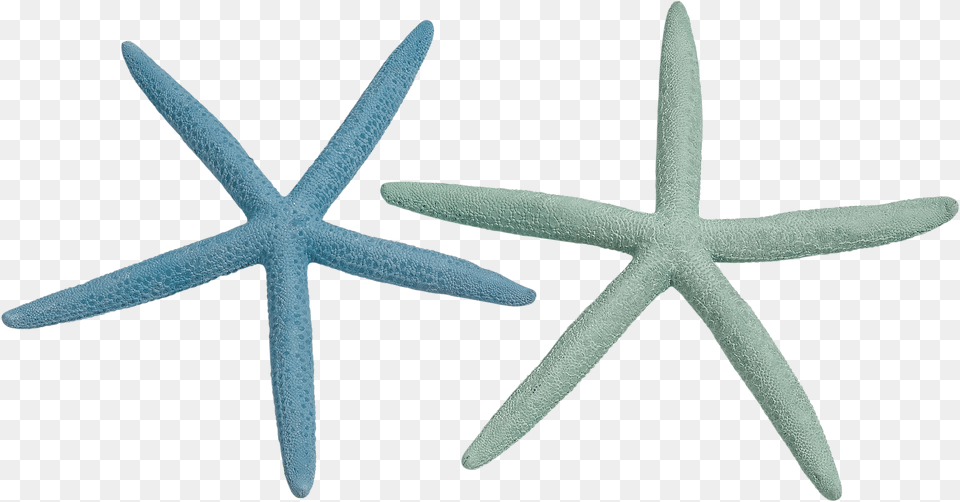 Finger Starfish 8 10 Dyed Pastel, Animal, Invertebrate, Sea Life, Blade Free Transparent Png