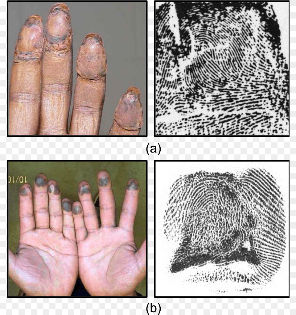 Fingerprints, Hand, Body Part, Person, Finger Free Png