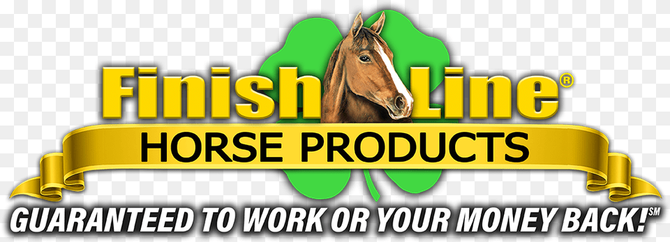 Finish Line Horse Products Inc Nasc Live Gilad Bodies In Motion, Animal, Mammal Free Png Download