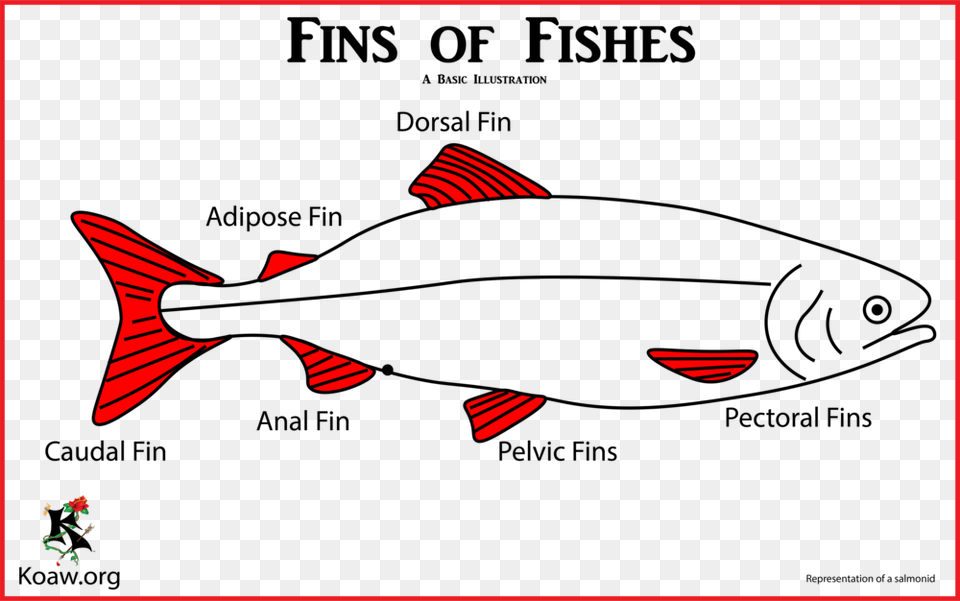 Fins Overview Fins Of Fish, Animal, Sea Life, Astronomy, Moon Png Image