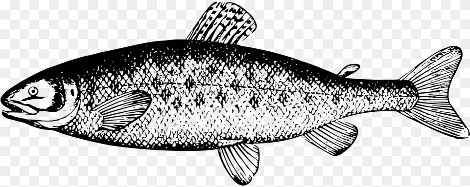 Fintan The Salmon Of Knowledge Salmon Clipart Black And White, Gray Png