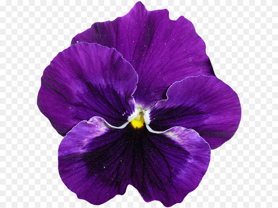 Fiore Viola 7 Image Pansy, Flower, Plant, Purple, Geranium Png