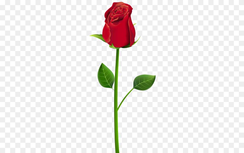 Fiori Clip Art Art, Flower, Plant, Rose Png Image