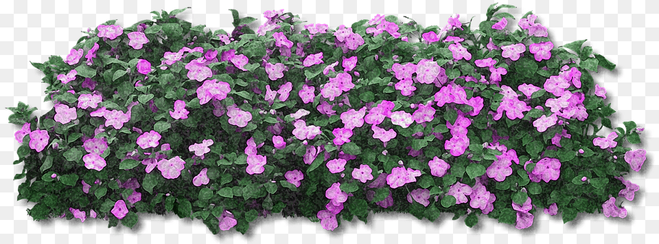 Fiori Viola 8 Image Flower Bush, Geranium, Plant, Purple Free Png Download