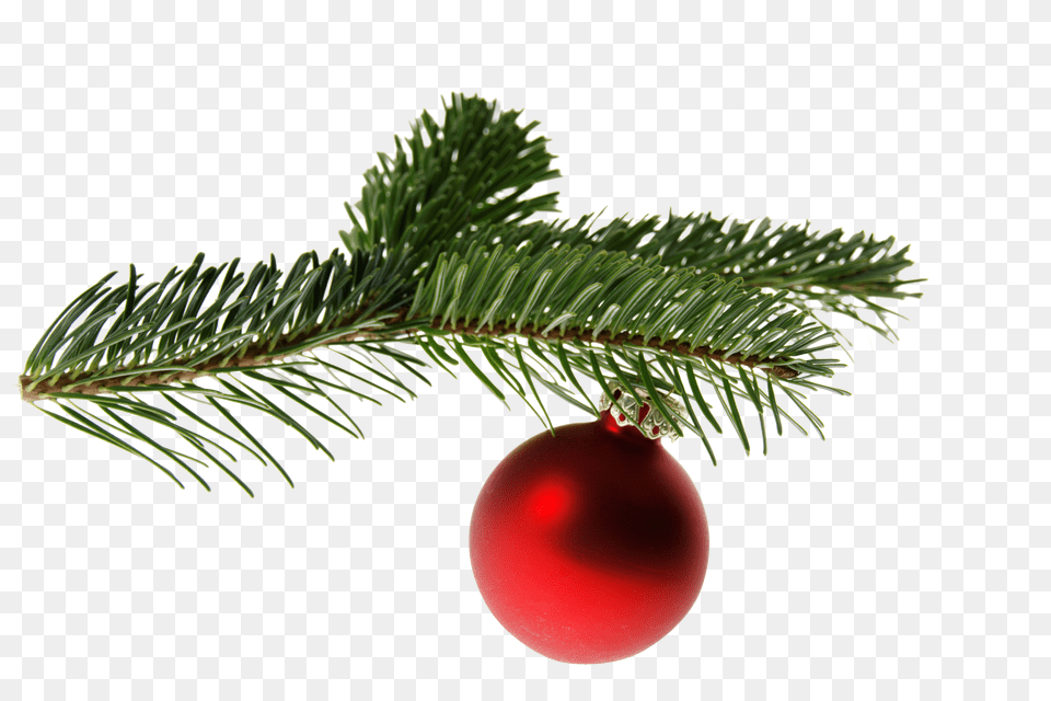 Fir Clip, Conifer, Plant, Tree, Accessories Free Png Download