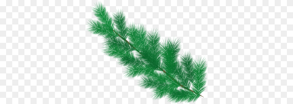 Fir Conifer, Plant, Tree, Accessories Free Transparent Png