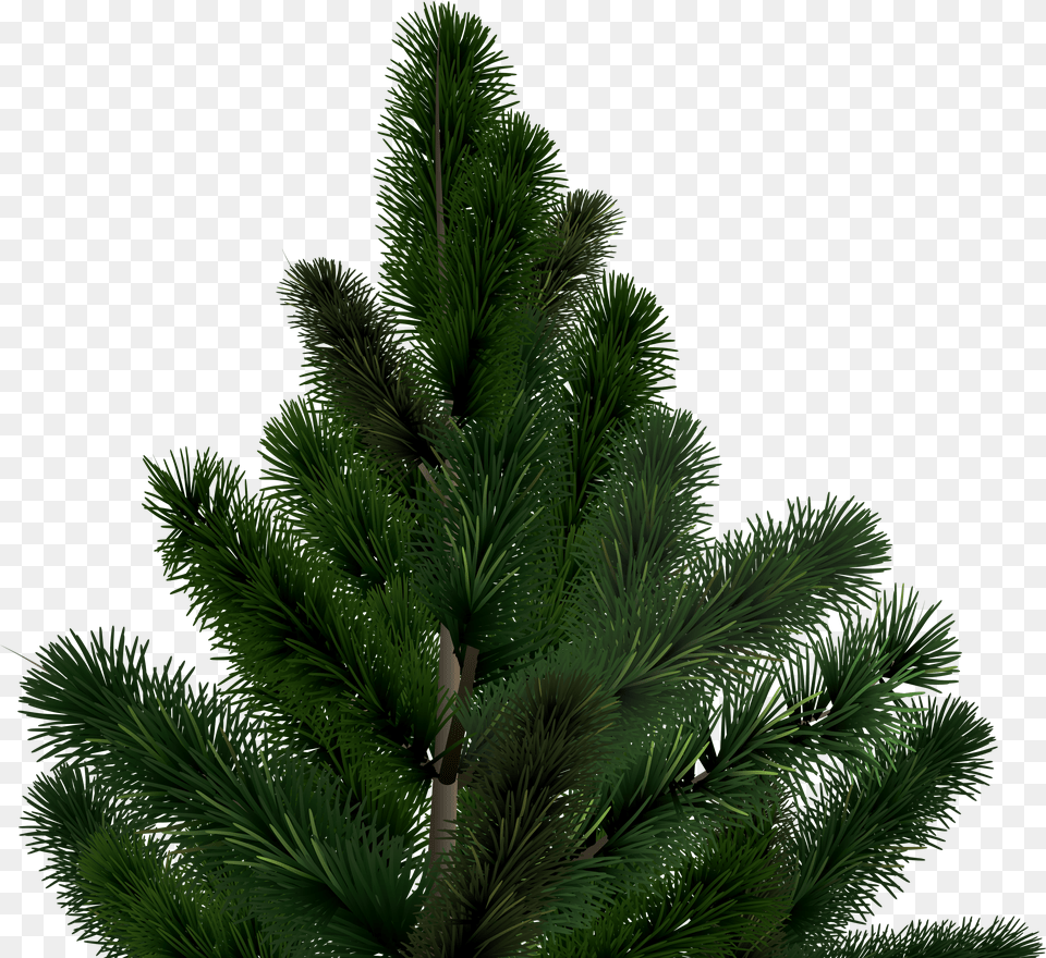 Fir Png