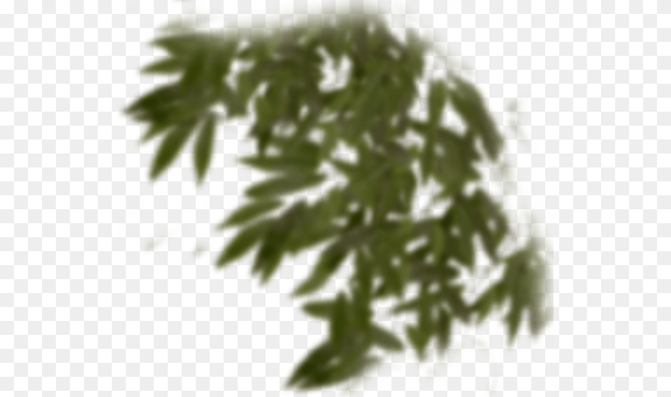 Fir, Leaf, Plant, Tree, Oak Free Png Download