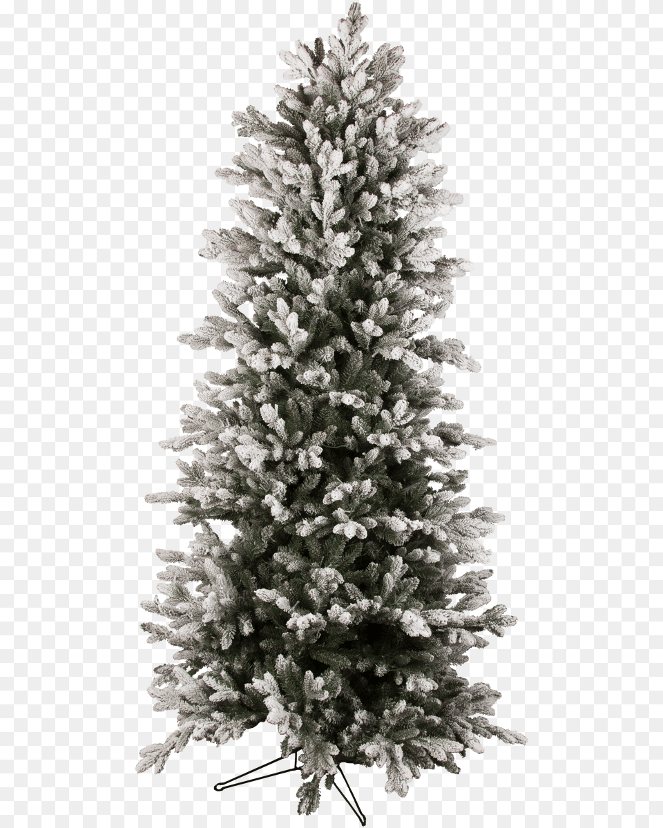 Fir, Plant, Tree, Pine, Christmas Free Transparent Png