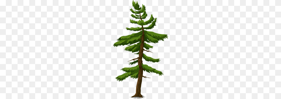 Fir Conifer, Pine, Plant, Tree Png