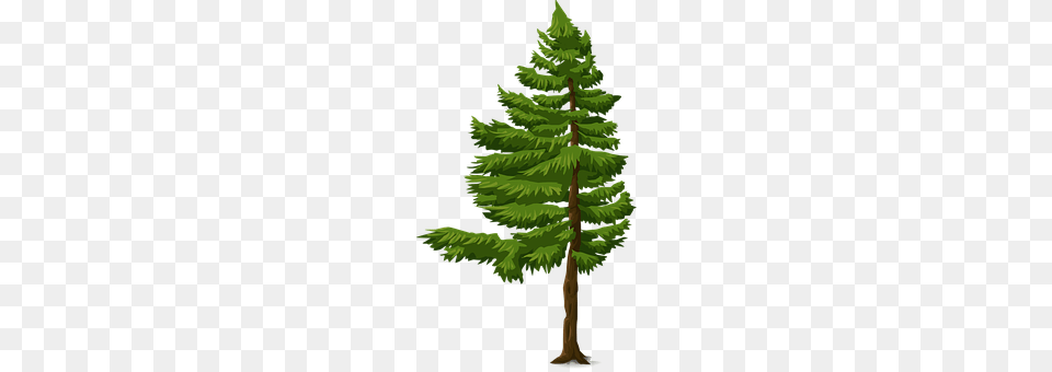 Fir Conifer, Pine, Plant, Tree Free Png