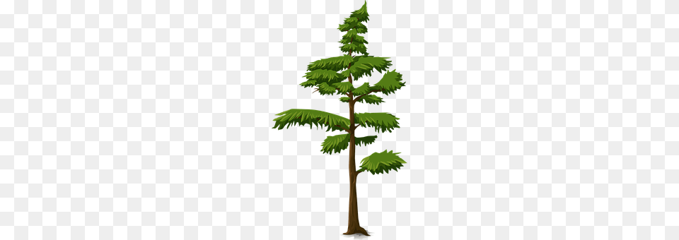 Fir Conifer, Pine, Plant, Tree Png Image